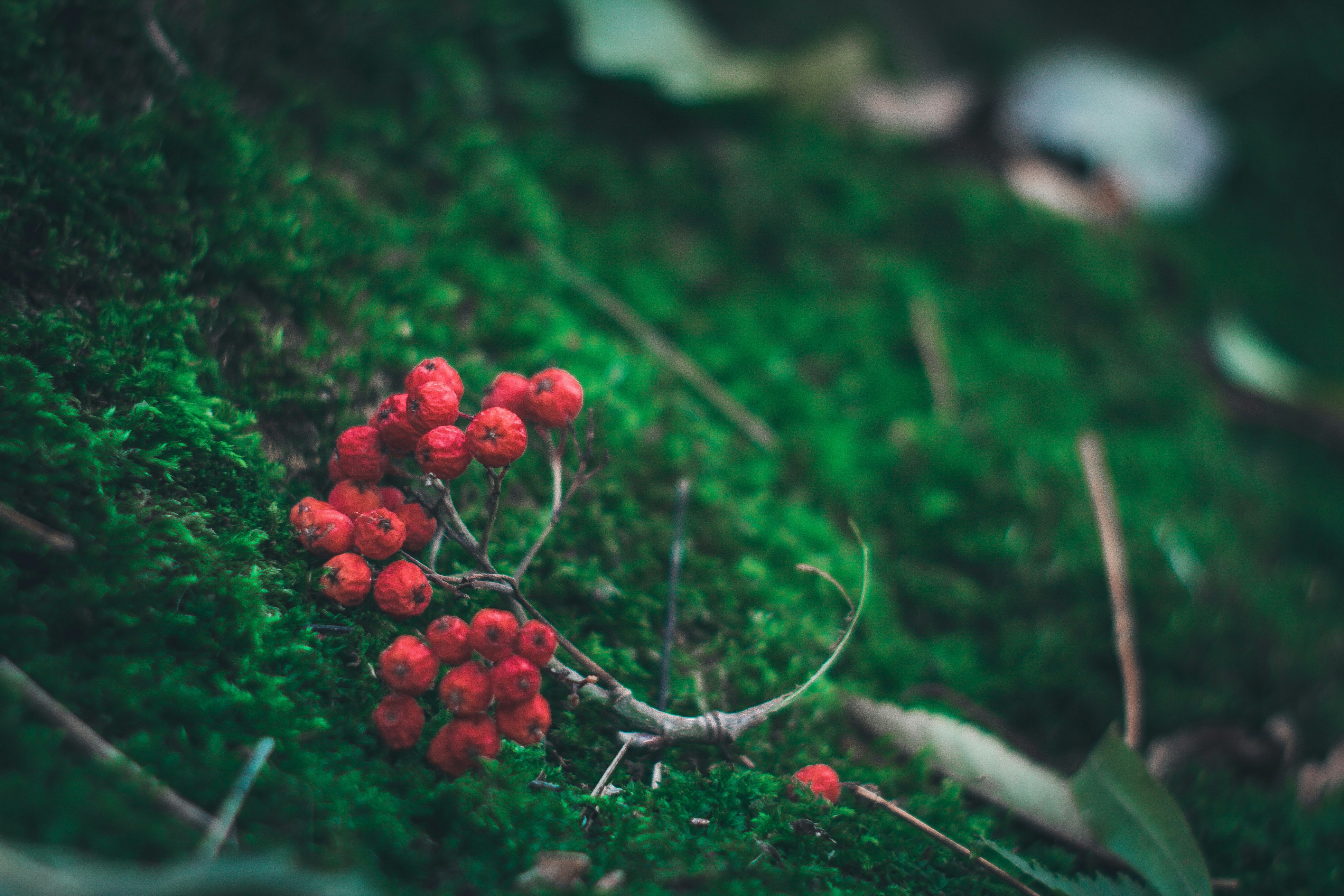 photo of red berries